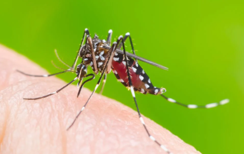 Beberapa Cara Untuk Mengobati Cikungunya
